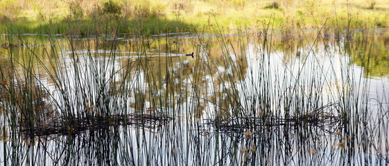 Ojai Meadow 004