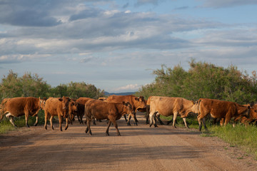 Cows crossing a road.Going for grazing.