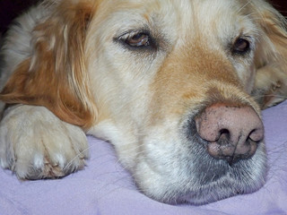 tired golden retriever dog with droopy eye lids