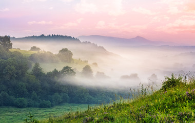 foggy forest in mountain valley at sunrise