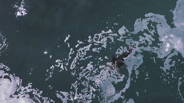 Overhead aerial view of a Cape Fur Seal floating on his back looking for food.