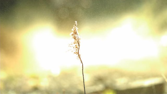 A single desert grass stalk blowing in the dust and wind in super slow motion