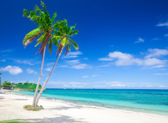 tropical beach with coconut palm