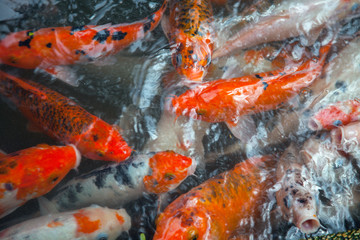 Obraz na płótnie Canvas fish carp in pond