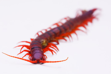 Isolated  Centipede Over White Background