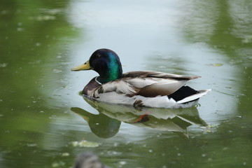 Duck in a lake