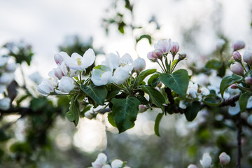 Close up apple blossom white flowers