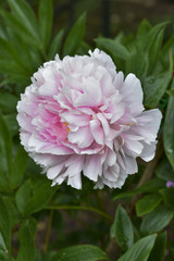 Pivoine 'Sarah Bernhardt'