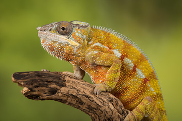 Very close up profile portrait photograph of a panther chameleon sitting on the end of a thick wooden branch