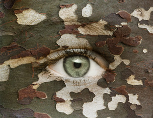Auge mit Camouflage