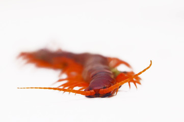 Isolated  Centipede Over White Background