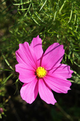 Pink cosmos flower with green copy space
