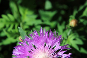 Half purple flower