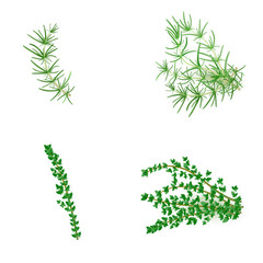 Set of Rosemary and thyme in realistic style
