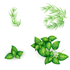 Set of basil and tarragon in realistic style