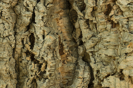 Cork tree trunk bark texture