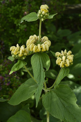 Phlomis fruticosa / Phlomis ligneux / Sauge de Jérusalem