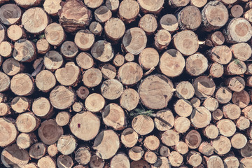 A pile of cut wood stump log texture