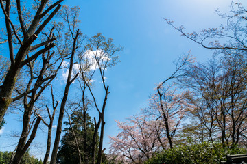 branch of sakura or cherry blossom on blue sky in park