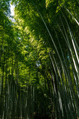 Fototapeta premium The vetical image of famous bamboo forest Sakano in Kyoto Japan
