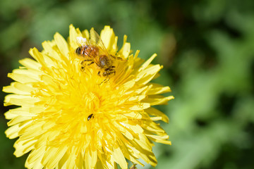 Honey bee (Apis mellifera) on Dandelion flower. Its body has covered with pollen. 