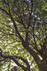 Old holm oak.