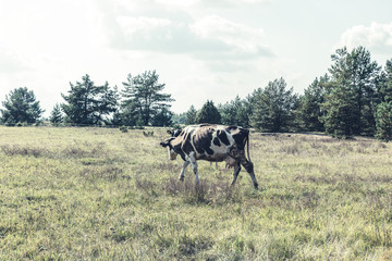 Dirty cow eating grass