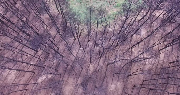 Aerial drone scene top view of burned forest after fire. Black dead trees standing up. Camera moving forward and some green alive trees appears. Pinamar, Buenos Aires, Argentina.