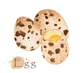 Quail egg. Hand drawn watercolor illustration.