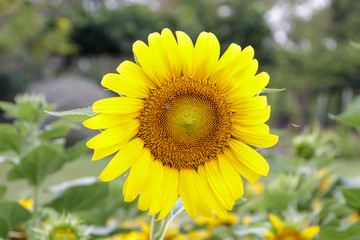 Sunflower