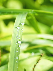 Macro of dew droplets on fresh grass in sunny morning. Natural green background.