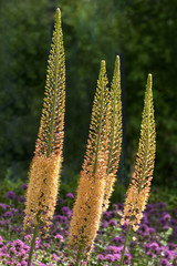 Eremurus stenophyllus / Lis des steppes