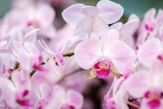 Fototapeta Closeup of Orchids flowers in garden. Bouquet orchids flowers with green leaves nature background. Orchids is considered the queen of flowers in Thailand.