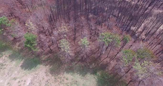 Aerial drone scene top view of burned forest after fire. Black dead trees standing up. Camera moving forward. Pinamar, Buenos Aires, Argentina.