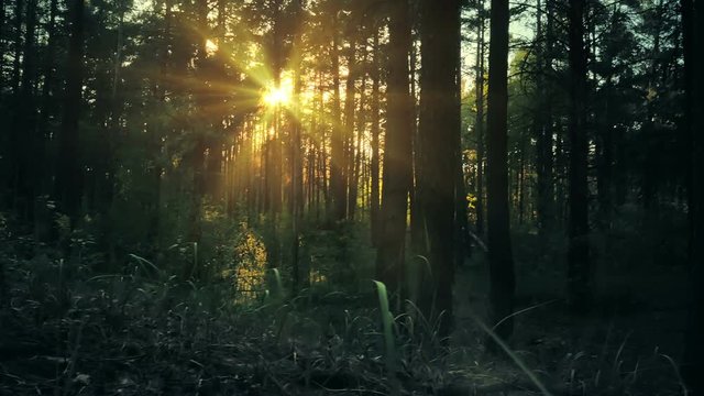 Gliding panoram of sunset light through trees and herbage in pine forest.