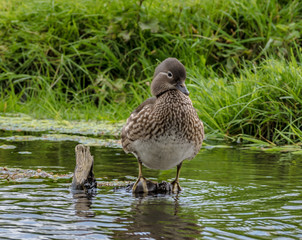 duck 3