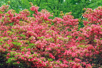Spring flowers in Isabella Plantation, Richmond Park in south west London