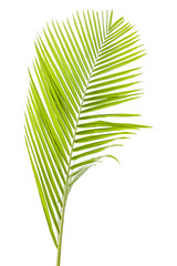 palme verte sur fond blanc 