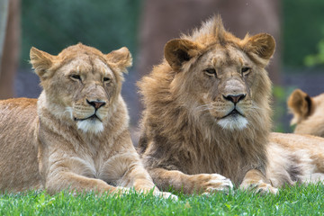 Lion and lioness lying