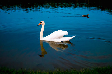 Fototapeta premium White swans in the lake with blue dark background on the sunset.