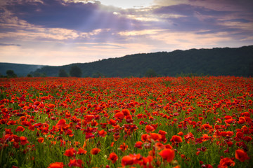 Obraz premium Summer landscape of poppies field