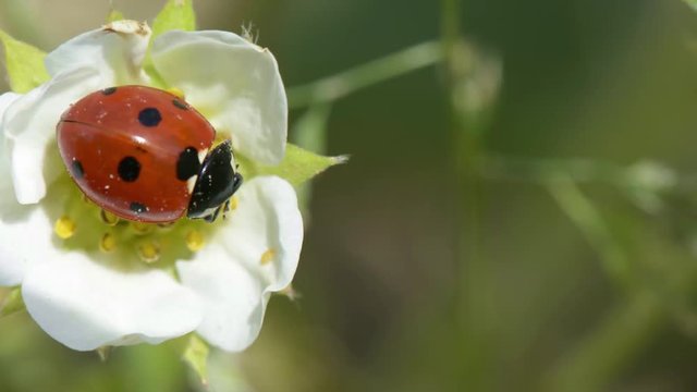 Springtime. Macro shot of a lady beetle sitting on a flower.