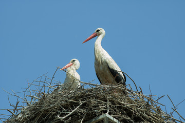 A couple of white storks in the nest