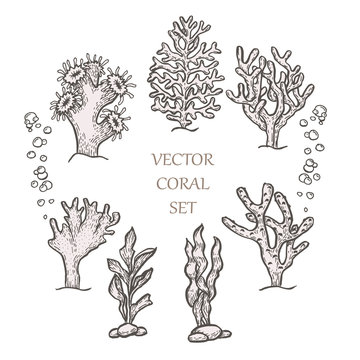 Hand drawn aquatic coral doodle vector illustration.