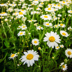 Fototapeta premium Camomiles in green grass closeup