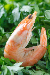 Shrimp in the green. One raw shrimp lies on the green parsley. Raw shrimp. Macro.