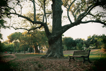 villa borghese