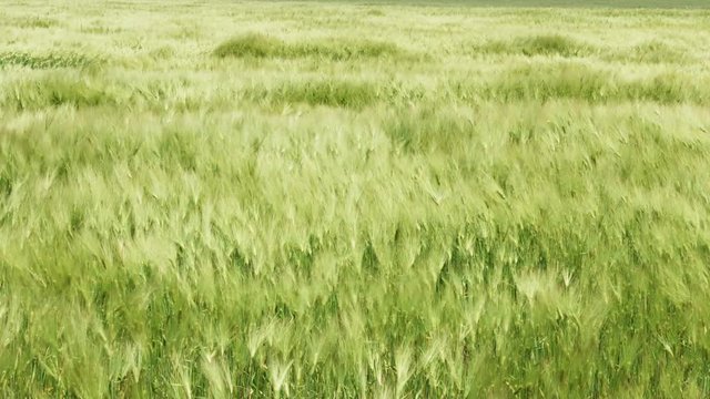 Green wheat field waves moved by wind