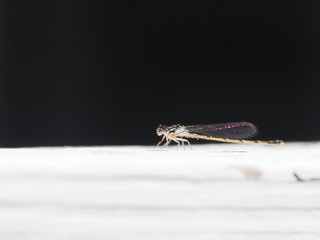 Dragonfly White Black