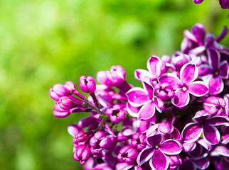 Fototapeta premium Amazing natural view of bright lilac flowers in garden at sunny spring day with green leaves as a background.